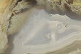 Waterline Agate Limb Cast - Tom Miner Basin, Montana #248702-1
